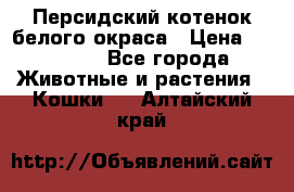 Персидский котенок белого окраса › Цена ­ 35 000 - Все города Животные и растения » Кошки   . Алтайский край